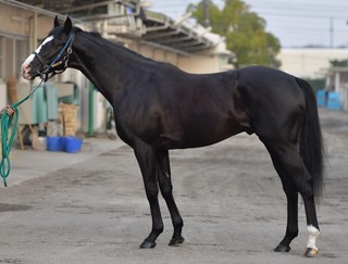 馬体診断ゴールドアクター有馬記念.jpg